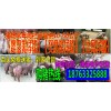 小豬仔豬供應(yīng)行情分析