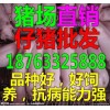 豬苗今日山東生豬價格多少