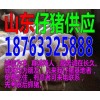 豬價現(xiàn)在豬仔多少錢一斤
