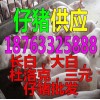 豬苗附近哪里有賣黑豬苗的