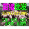 現(xiàn)在外三元仔豬價格