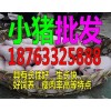 今日河北省哪有仔豬市場