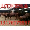 現(xiàn)在小牛多少錢一斤