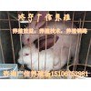 辦個(gè)小型伊拉肉兔養(yǎng)殖場(chǎng)投資多少錢