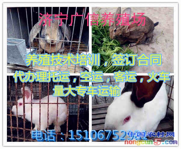 initpintu_副本