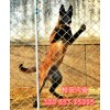 小馬犬價格 純種馬犬圖片