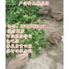 打算下半年引進(jìn)肉兔種兔價格多少錢