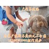 肉兔種兔大型養(yǎng)殖場(chǎng)多少錢一只
