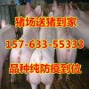 莒縣三元仔豬價格行情外三元仔豬價格哪里小豬仔便宜