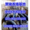 莒縣母豬價(jià)格行情長白母豬價(jià)格哪里小豬仔便宜
