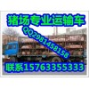豬仔價格行情長白母豬價格哪里小仔豬便宜