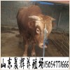 哪里有肉牛犢 牛犢價格 小黃牛市場行情 牛犢批發(fā)
