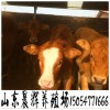魯西黃牛牛犢價格 育肥牛犢 牛犢養(yǎng)殖效益分析