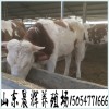 西門塔爾牛怎么挑選 肉牛犢什么品種好