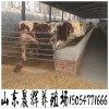 想買牛犢 今年小牛犢行情 肉牛價格 西門塔爾牛