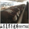 肉?；?小黃牛的價格 買小牛犢 小牛犢養(yǎng)殖場