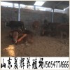2017小牛苗多少錢一頭 西門塔爾牛牛犢新出欄小公牛