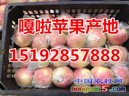 嘎啦7字