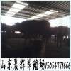 魯西黃牛 西門塔爾牛 養(yǎng)牛視頻 發(fā)家致富選魯西黃牛牛犢