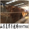 山東種牛場 種牛繁育基地 夏洛萊育肥牛犢