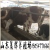 驚爆統(tǒng)貨西門塔爾牛犢肉牛犢牛苗西門塔爾牛犢活體