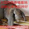 最新公羊兔多少錢一只 公羊兔需求猛增導(dǎo)致價格年年上漲