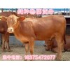 今年肉牛犢多少錢一斤