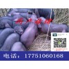 太湖母豬多少錢一頭?太湖母豬哪里有賣