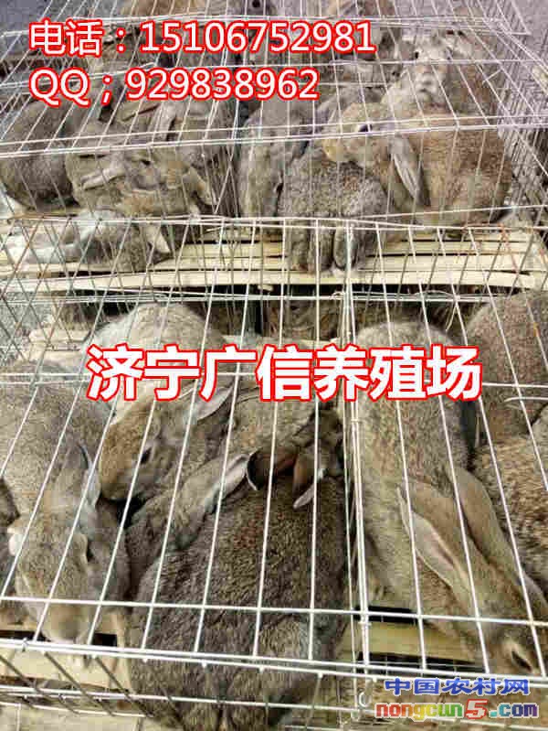 1459298861579_副本