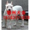 今日哪里有賣杜高犬的