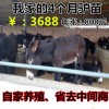 一頭肉驢多少錢(qián)