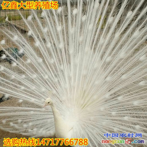 4B6D1F889CB9536CDDE05AF0FDE3B521_副本_副本