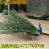 什么地方可以買到孔雀