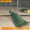 哪里有賣孔雀的