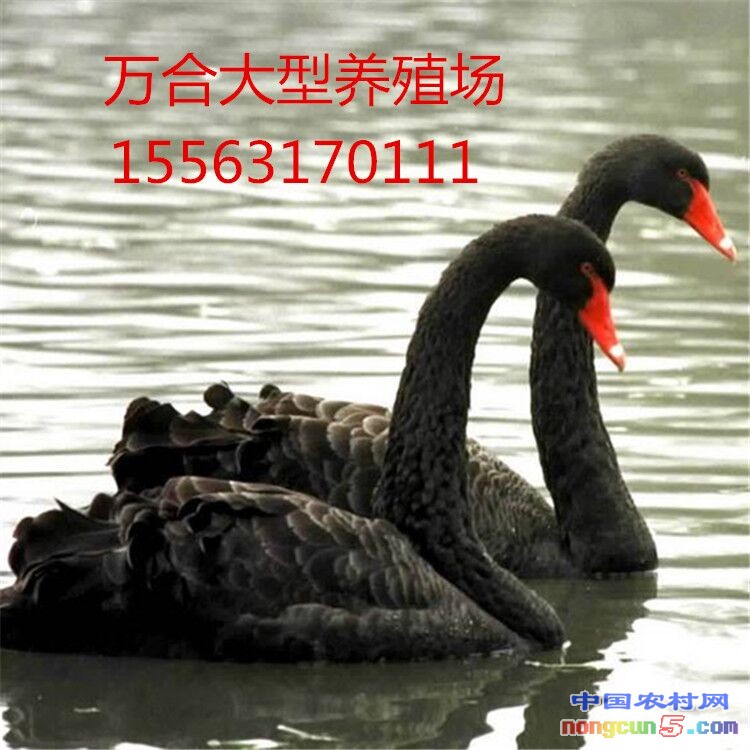 QQ圖片20170612165101
