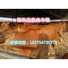 哪個(gè)品種的牛犢長(zhǎng)的快