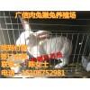 河北肉兔養(yǎng)殖場供應(yīng)伊拉兔種兔多少錢一只
