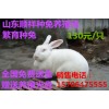 中國最大的新西蘭兔養(yǎng)殖基地新西蘭兔實(shí)驗兔價格兔血清價格