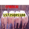 求购三元仔猪15公斤仔猪价格多少钱