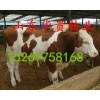內(nèi)蒙肉羊養(yǎng)殖基地內(nèi)蒙肉羊養(yǎng)殖基地