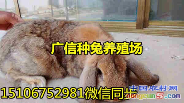 公羊兔6_副本