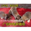 公羊兔兔苗多少錢 公羊兔好賣嗎哪里有賣的
