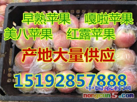 嘎啦1