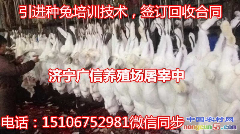 屠宰9_副本