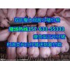 莒縣小豬仔價(jià)格行情長白母豬價(jià)格哪里小豬仔便宜