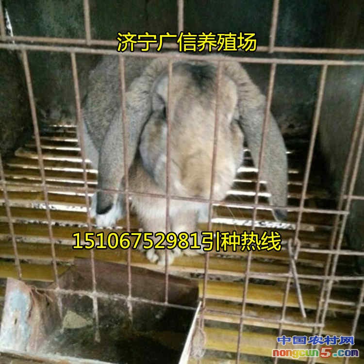公羊兔11_副本