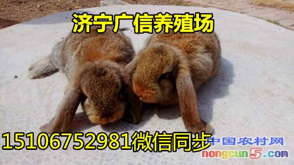 公羊兔7_副本