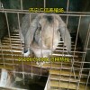 哪里有出售十幾斤的公羊兔，公羊兔多少錢一只