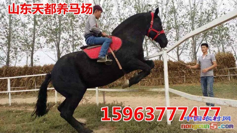 46058055A475B4C426BBEC0DC6635618_副本