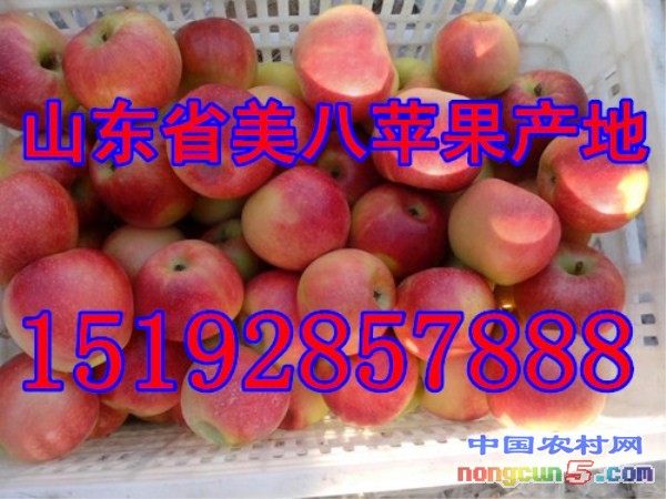 美八4